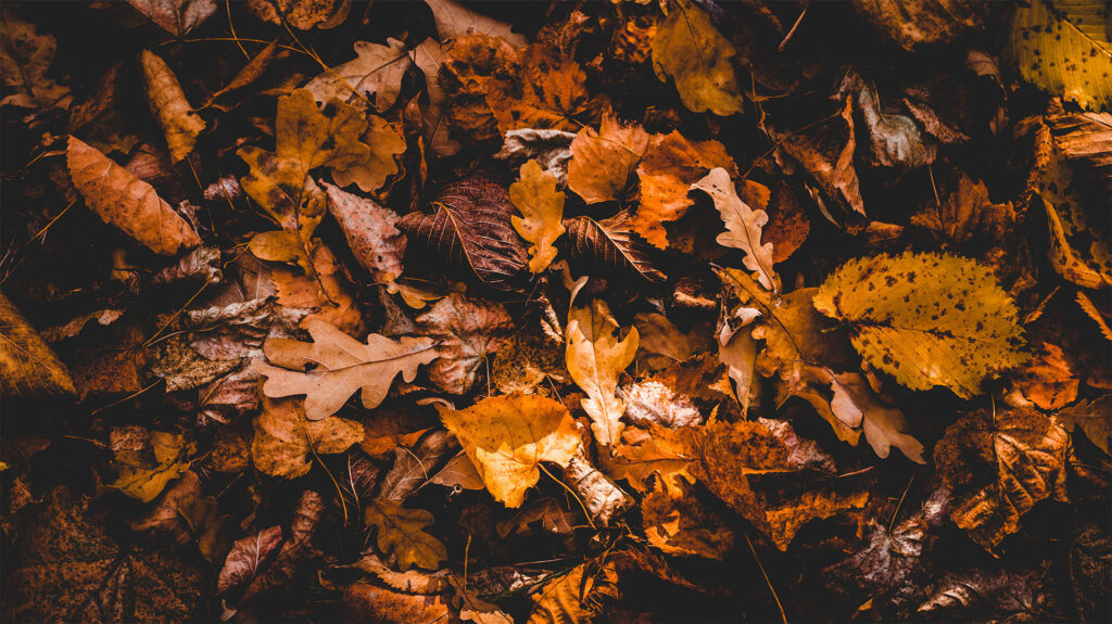 Fall Carpet Cleaning